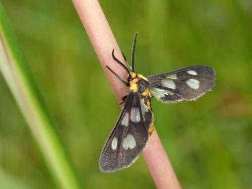 Trichaeta sp.